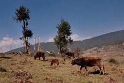 Cattles grazing in Ura valley, Bhutan