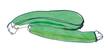 Illustration, Zucchini, Gemüse, grün, gruen