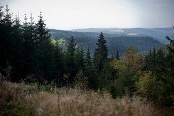 View of fir forest and mountain in Sauerland, Germany