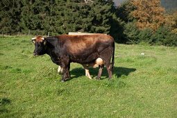 Kuh, braun, Weide, Wiese, Koppel Sauerland, Deutschland
