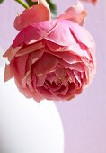 Close-up of peonies in vase against pink wall