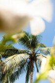 Palmen, Kokospalmen, Salalah, Oman grün, gruen, tropisch, Tropen