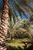 Date and palm trees in Al Hamra, Oman