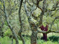 Cork trees at Calangianus near Gallura, Sardinia, Italy