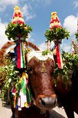 Two oxen for Procession of Holy Ephysius at Cagliari, Sardinia, Italy