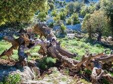 View of Supra Monte in Barbagie, Sardinia, Italy