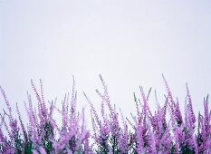Close-up of heather on white background
