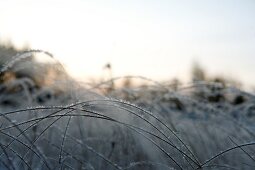 Close-up of frozen grasses in Lapland, Finland