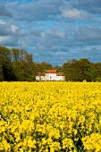 View of rape field, Gutshaus Boldevitz and forest in Rugen, Germany