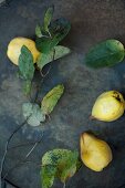Quinces, twigs and leaves