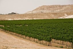 Israel, Negev Wüste, Weinanbau X 