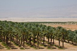 View of Dattelhain in line, Jordan Valley, Israel