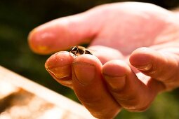 Close-up of bee on man's hand, Kassel, Hesse, Germany