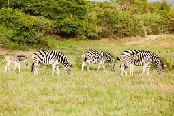 Südafrika, Phinda Game Reserve, Reservat, Zebra, Zebras