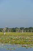 Sri Lanka, Yala-Nationalpark, Lagune kahle Bäume, Seereosen, malerisch