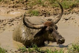 Water buffalo in mud at Yala National Park, Colombo, Southern Province, Sri Lanka