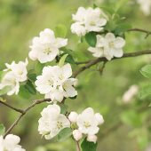 Close-up of flowering branch of an apple tree