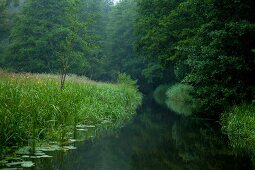 Spreewald, Spree, Wald, Bäume, Fluss Urwald, grün, gruen, Idylle, Ruhe