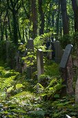 View of trees in Jewish cemetery at Weissensee, Berlin, Germany