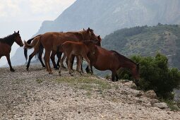 Wild horses in Spil Dagi National Park, Turkey