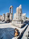 Dog sitting at temple of Apollo in Didyma, Turkey