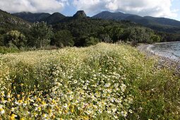 Chamomile meadow in Dilek Peninsula National Park, Turkey