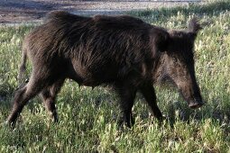 Türkei, Türkische Ägäis, Halbinsel Dilek, Nationalpark, Wildschweine