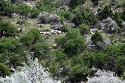 Sheep in Spil Dagi National Park, Turkey