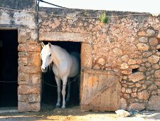 White horse in stable made of stone walls on Ibiza island, Spain