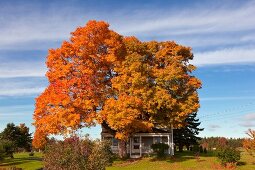 Autumn tree in Sunnynook, Nova Scotia, Canada