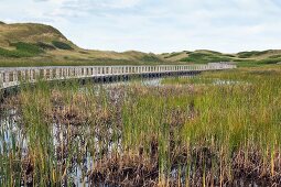 Sand dunes and wooden bridge in Greenwich,  Prince Edward Island National Park, Canada