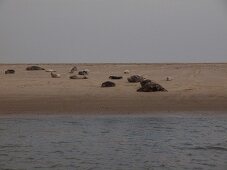 View of seals on sand from Gorch Fock at Lower Saxony, Germany