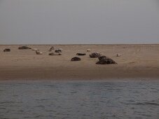 Niedersachsen, Fahrt auf Gorch Fock Sandbank, Robben