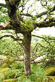 England, Wistmans Woods, Dartmoor, 