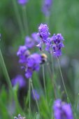 Kräutergarten, Lavendel im Garten