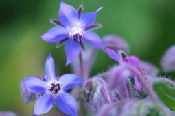 Kräutergarten, violette Borretsch-Blüten