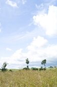 View of fields in Gromitz, Schleswig Holstein, Germany