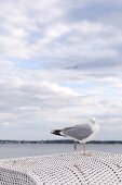 Seagull sitting on wicker at beach in Sierksdorf, Schleswig Holstein, Germany