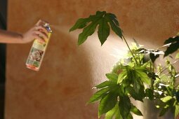 Zimmerpflanzen, Spritzmittel zur Schädlingsbekämpfung