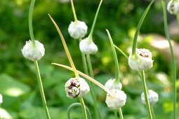 Kräutergarten, Knoblauch im Kräutergarten