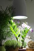 Zimmerpflanzen, Pflanzenlampe für Pflanzen in dunklen Bereichen