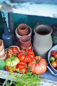 An arrangement of fresh tomatoes and terracotta pots