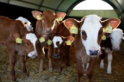 Calves wearing ear tags in a barn