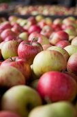 Freshly harvested apples in crates