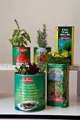 Fresh herbs planted in tins