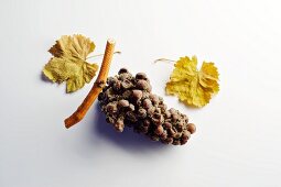 Mit Edelfäulnis (Botrytis cinerea) befallene Sauvignon Blanc Trauben