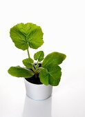A courgette plant growing in cultivation pot