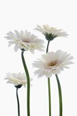 White gerberas