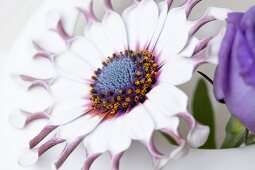 A blue daisy in a round vase