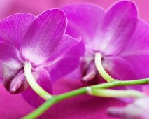 Pinkfarbene Dendrobien-Orchideenblüten (Nahaufnahme)
